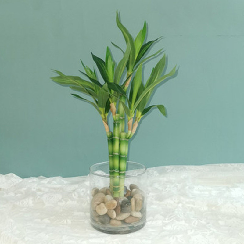 Snake Plant - Nova Planta Artificial de Bambu da