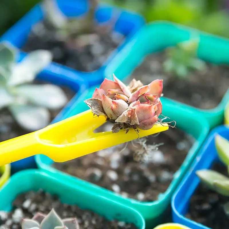 1/10 pçs semeadura suculentas  - Succulent Set avaliação e preço