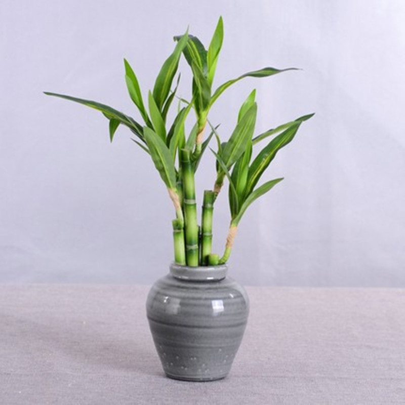 Nova Planta Artificial de Bamb - Snake Plant avaliação e preço