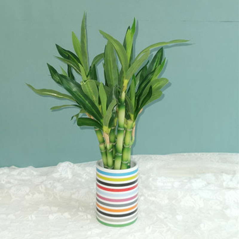 Nova Planta Artificial de Bamb - Snake Plant avaliação e preço