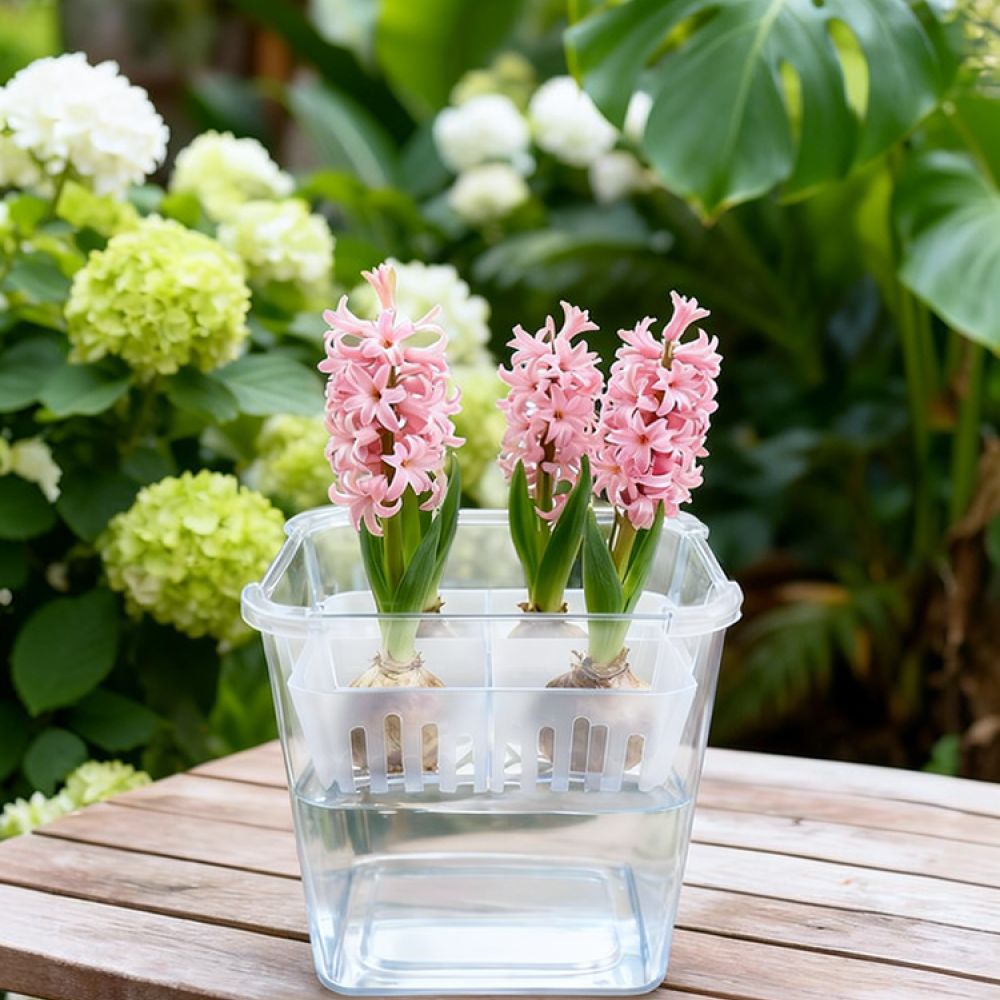 Vaso hidropônico para tulipas  - Indoor Plants avaliação e preço