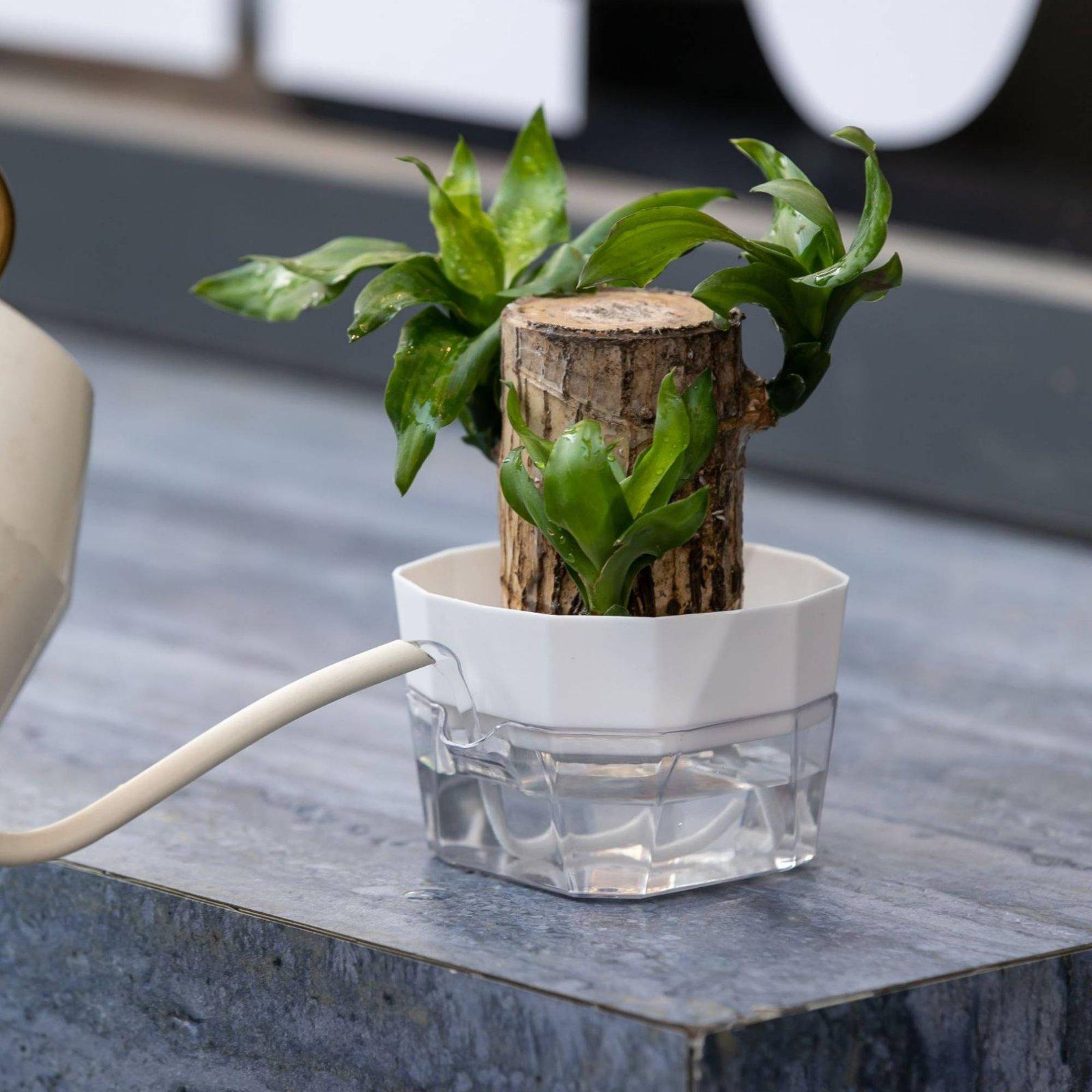 Vaso Hidropônico de Duas Camad - Indoor Plants avaliação e preço