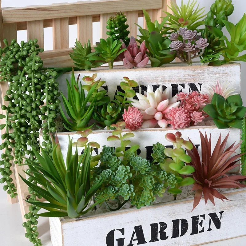 10/20 Peças de Plantas Suculen - Snake Plant avaliação e preço