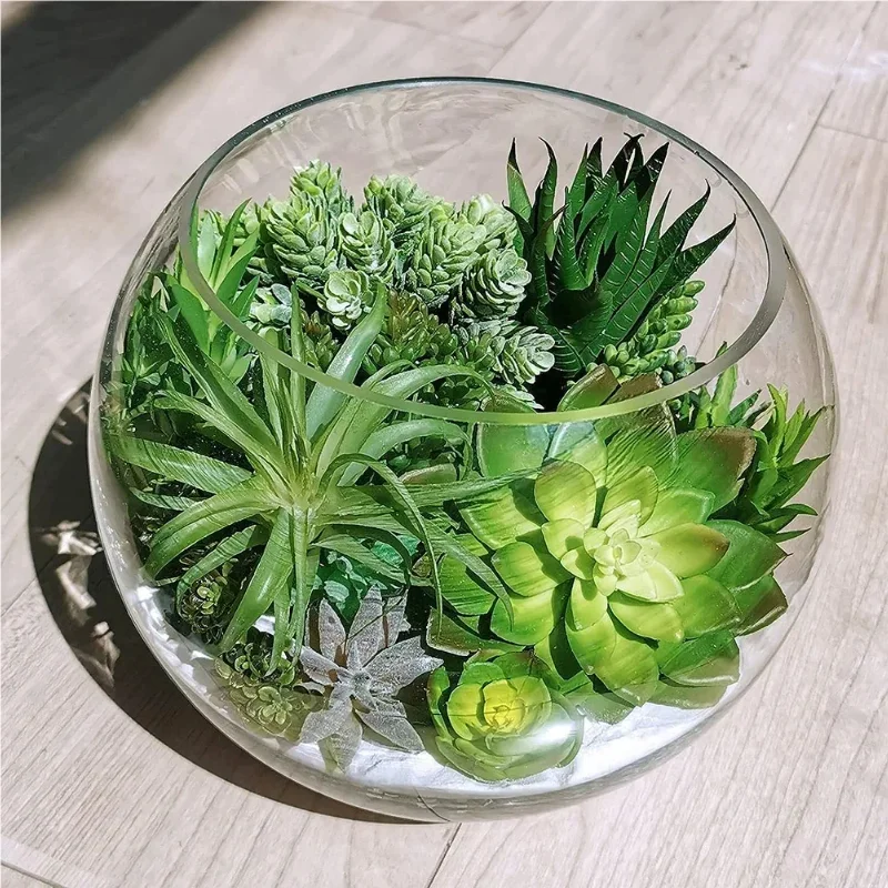 10/20 Peças de Plantas Suculen - Snake Plant avaliação e preço